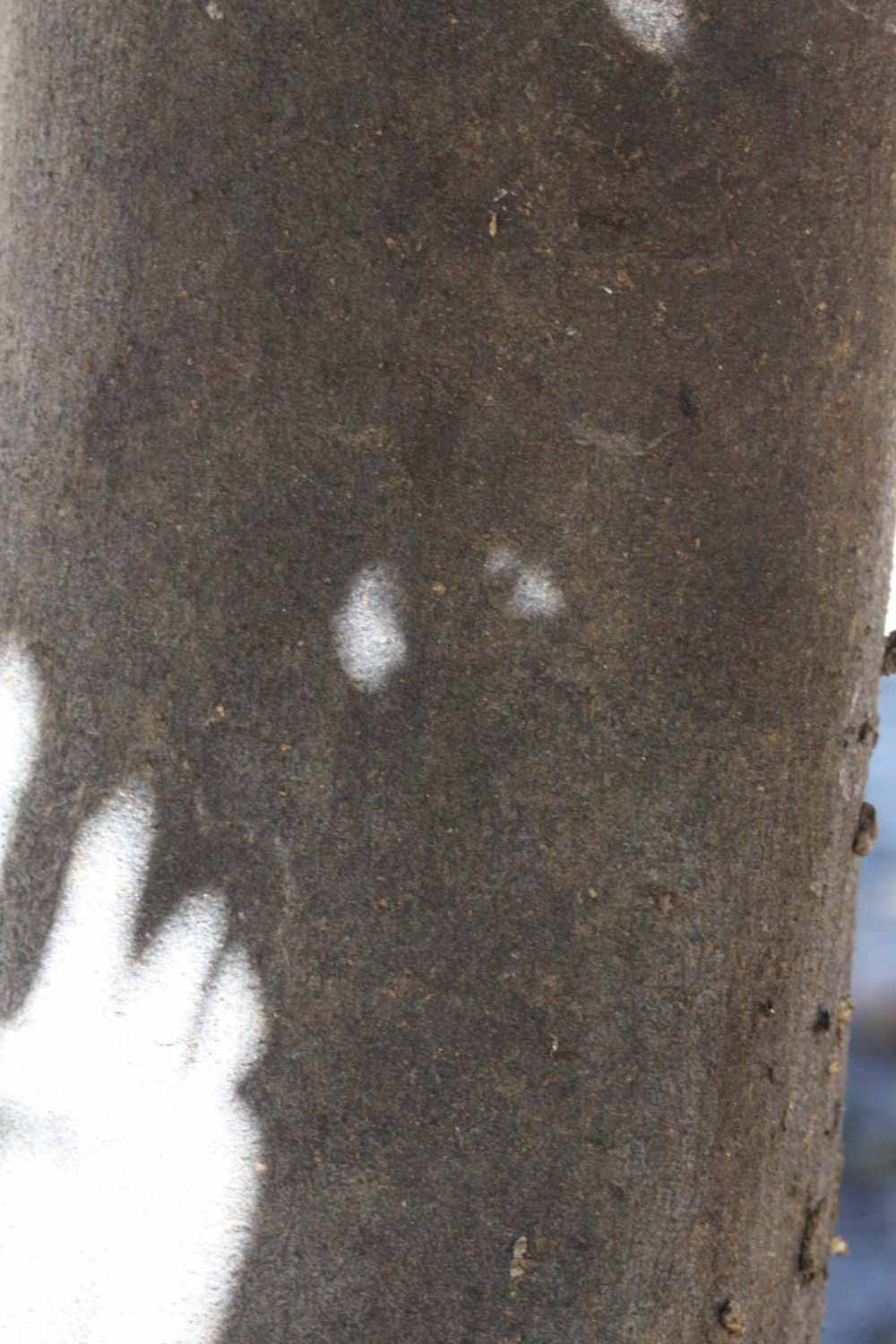              Bark (Riverside, CA)       